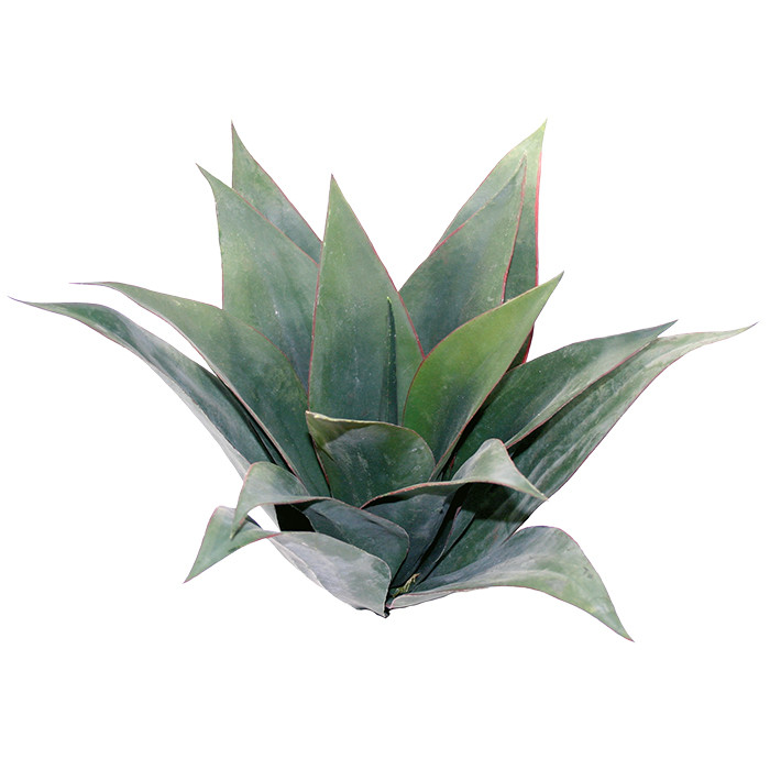 Agave grün Large ca. 45cm