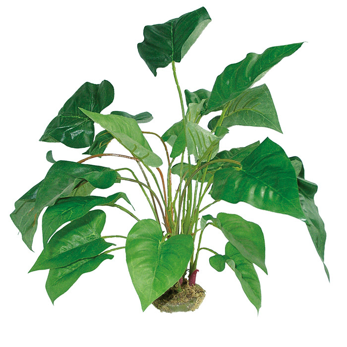 Anthurium mit Moosfuß ca. 45cm