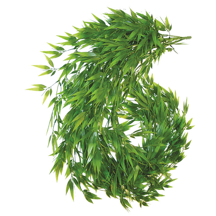 Bambusranke DRAGON - 120cm - 150cm