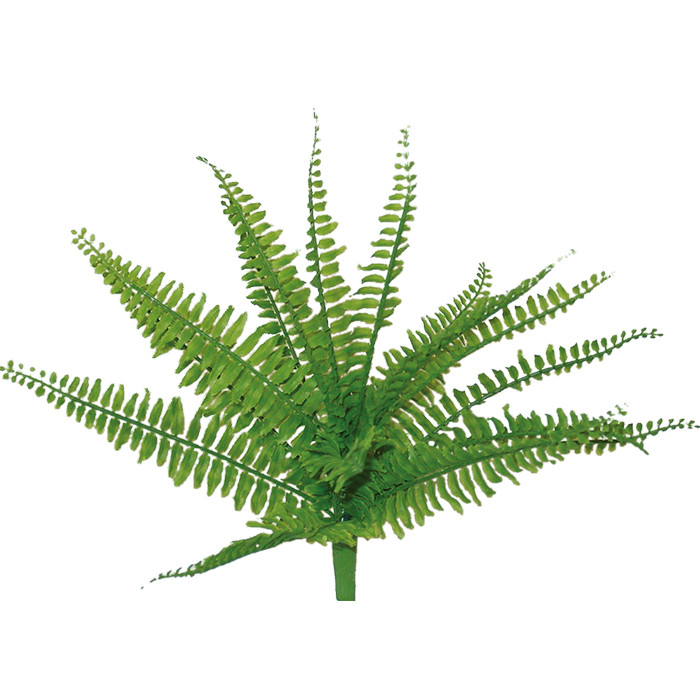 Bostonfarn Ø ca. 55cm