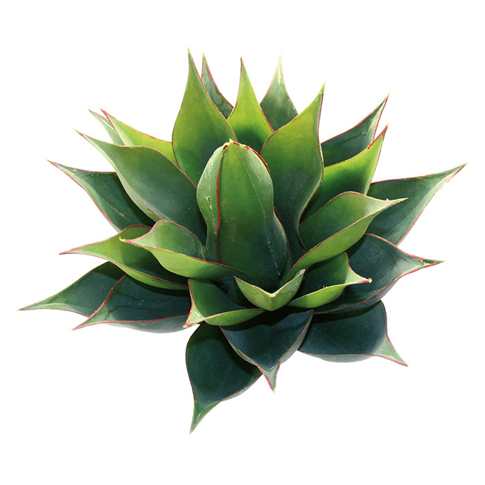 Bromelie grün ca. 27cm