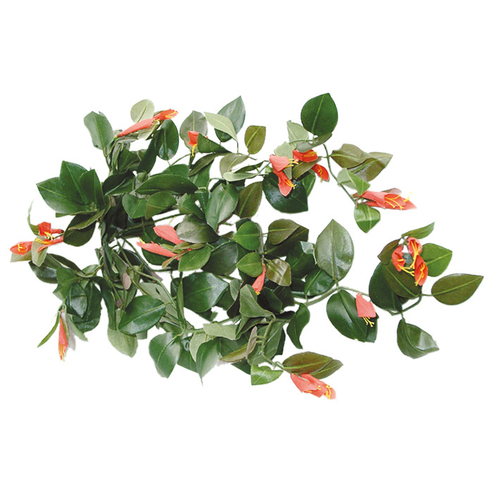 Columnearanke mit roten Blüten ca. 75cm