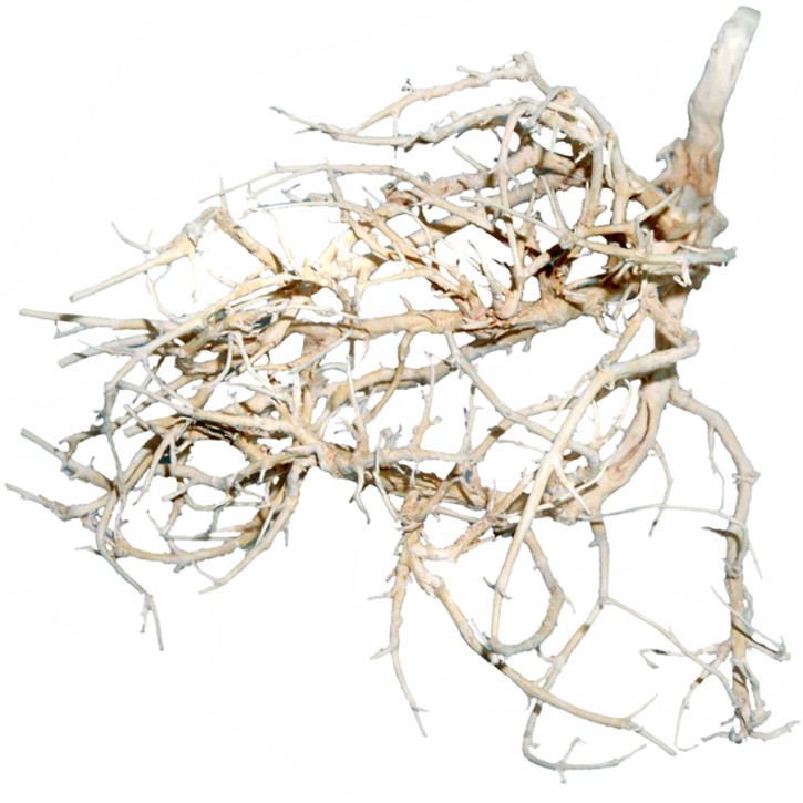 Outback Bush ghost - 4Stk