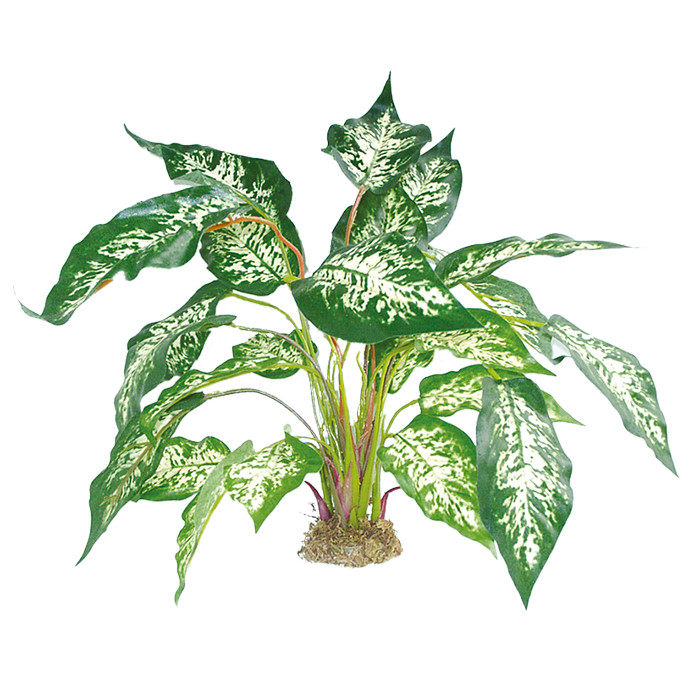Dieffenbachia mit Moosfuß ca. 45cm