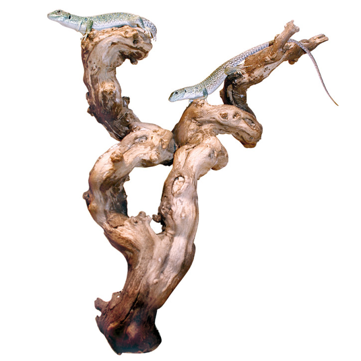 Weinrebe sandgestrahlt Large per Stück (ca. 2-4kg)