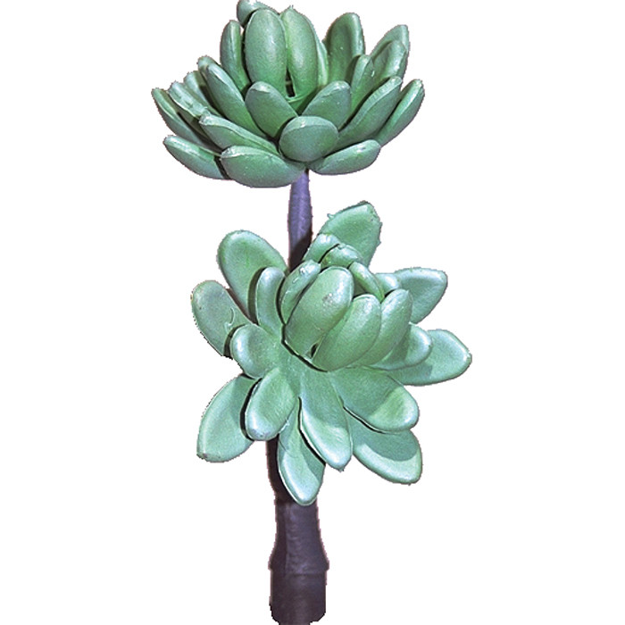 Echeveria Grün Sukkulente ca. 17cm