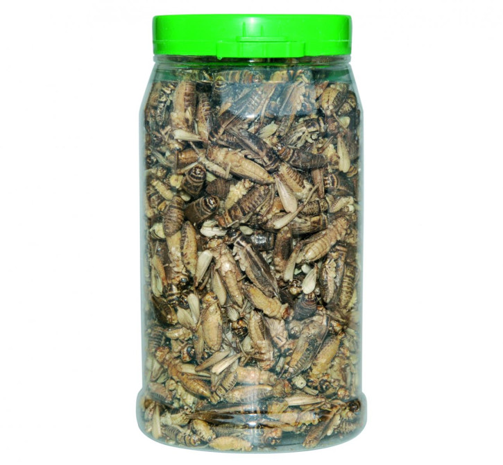 CRISPY FOOD - Heimchen / Grillen groß, getrocknet, 38g