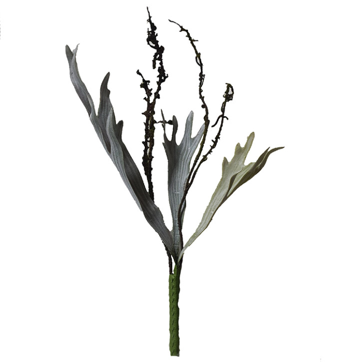 Geweihfarn 35cm