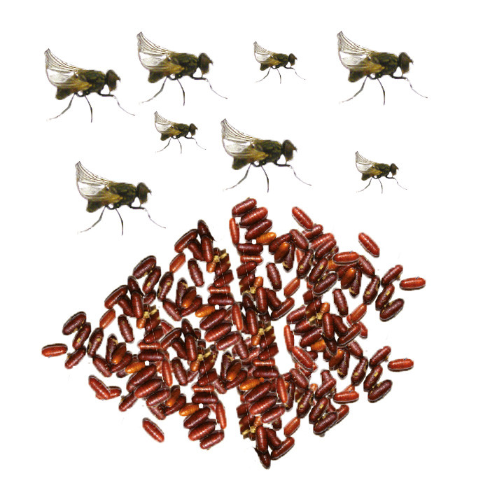 Krull-/Stummelfliegen in Dose