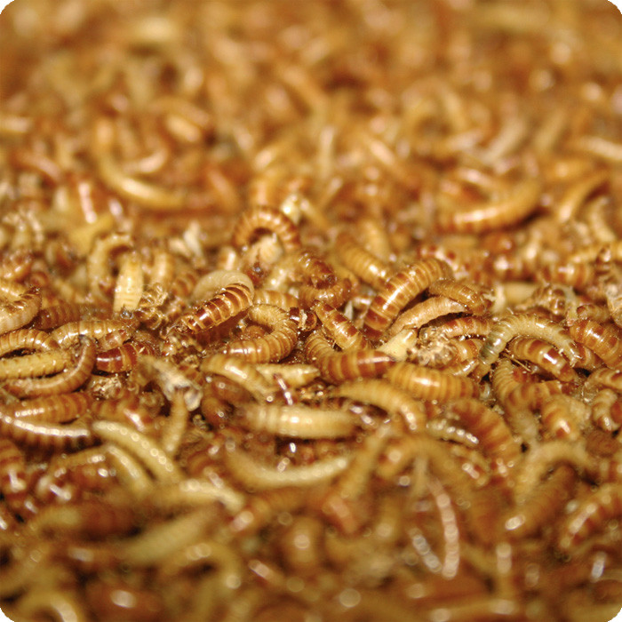 Schimmelkäferlarven