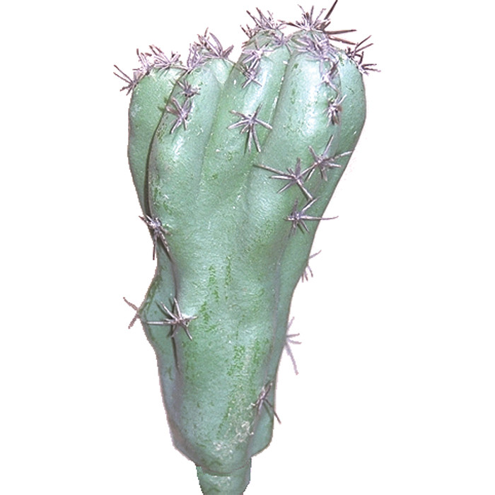 Monstrosus Kaktus Small ca. 18cm