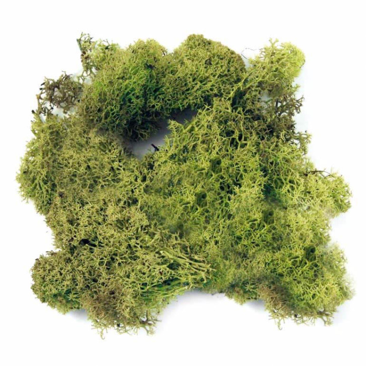 Dragon Island Moos