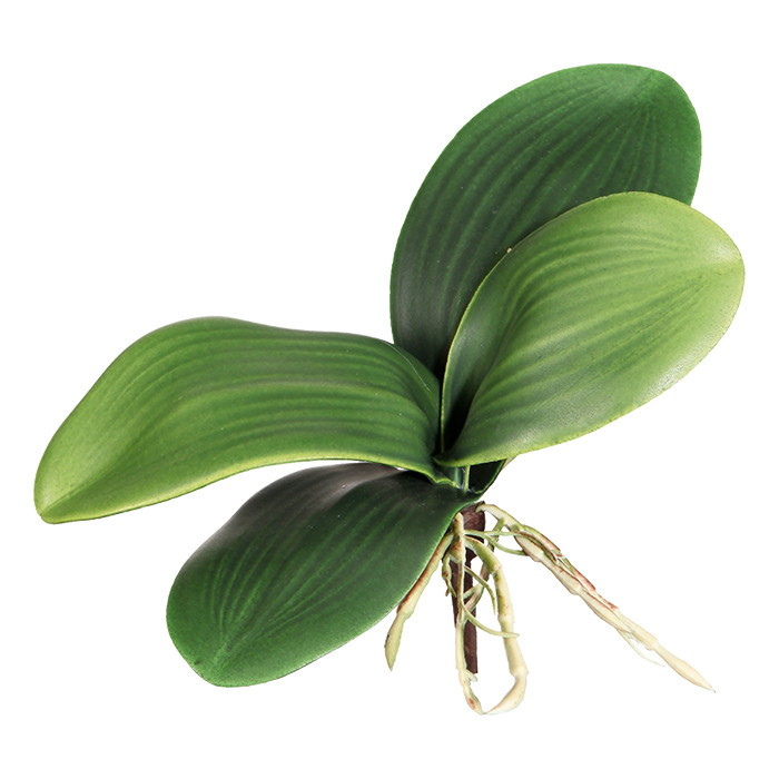 Orchideenlaub ca. 20cm, 4 Blatt