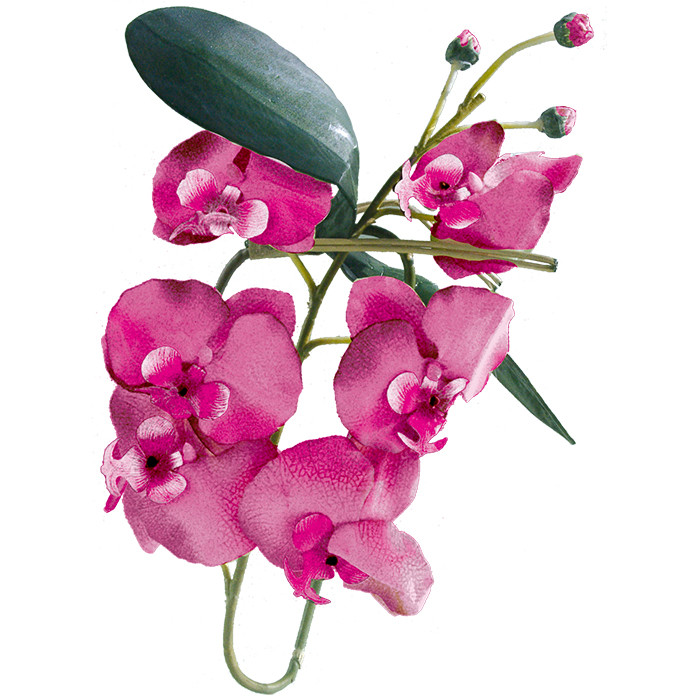 Orchideenzweig mit Blüten bordeaux-rot ca. 80 cm
