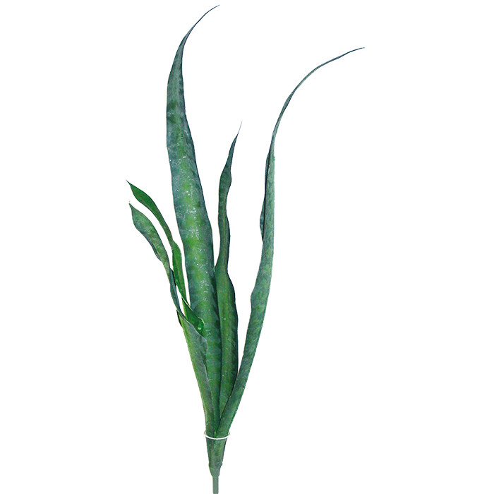 Sanseveria ca. 70cm