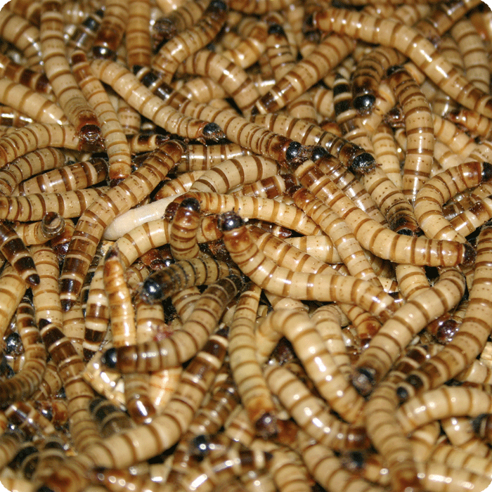 Zophobas