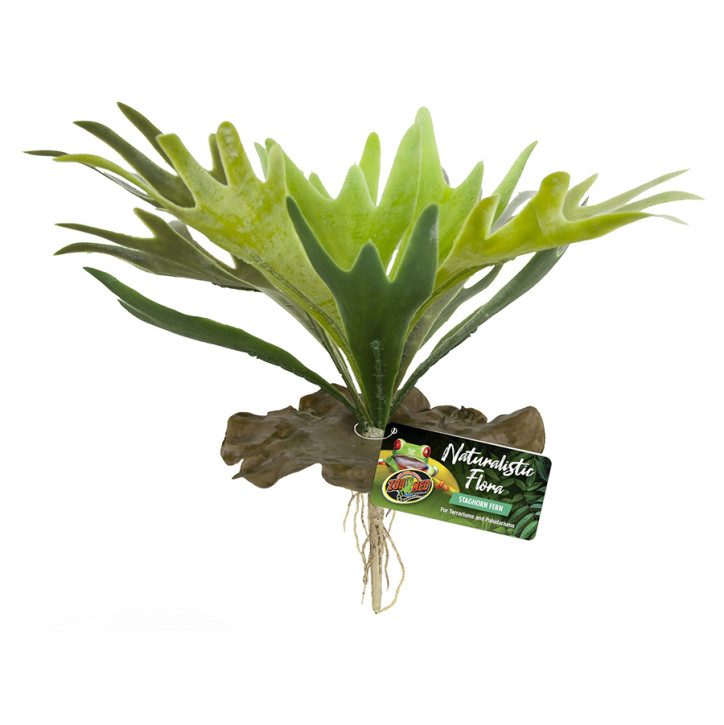 Staghorn Fern
