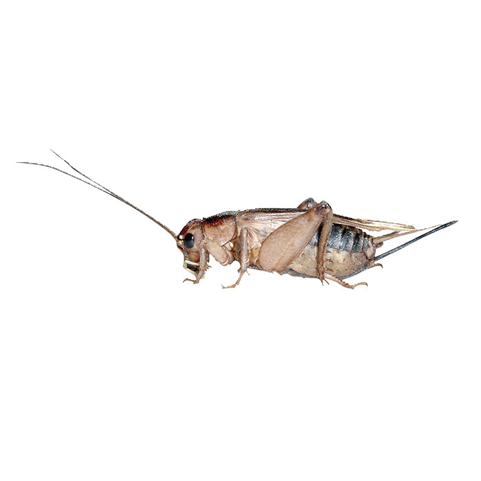 Steppengrillen