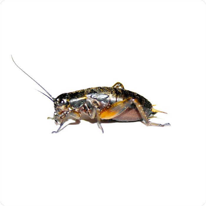 Zweifleckgrillen