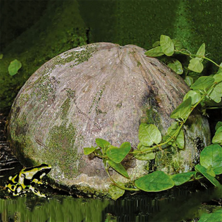 Kokosnusshalbschale natur mit Außenhaut