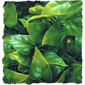 Mexican Phyllo medium, 46 cm