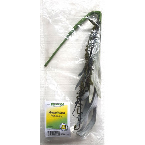 Geweihfarn 35cm