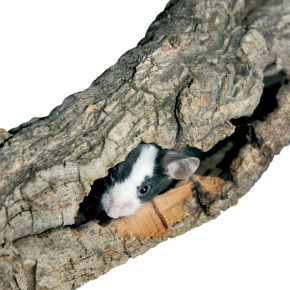 Naturkorkröhren