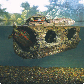 Floating Turtle Log