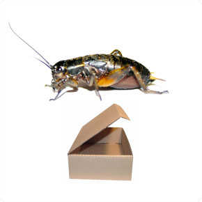 Zweifleckgrillen
