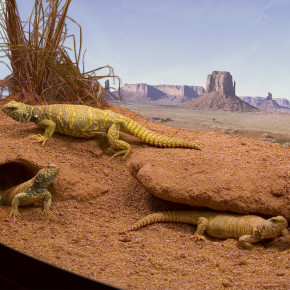 Zoo Med Excavator - Natürliches, Grabfähiges Ton-Substrat für Terrarien